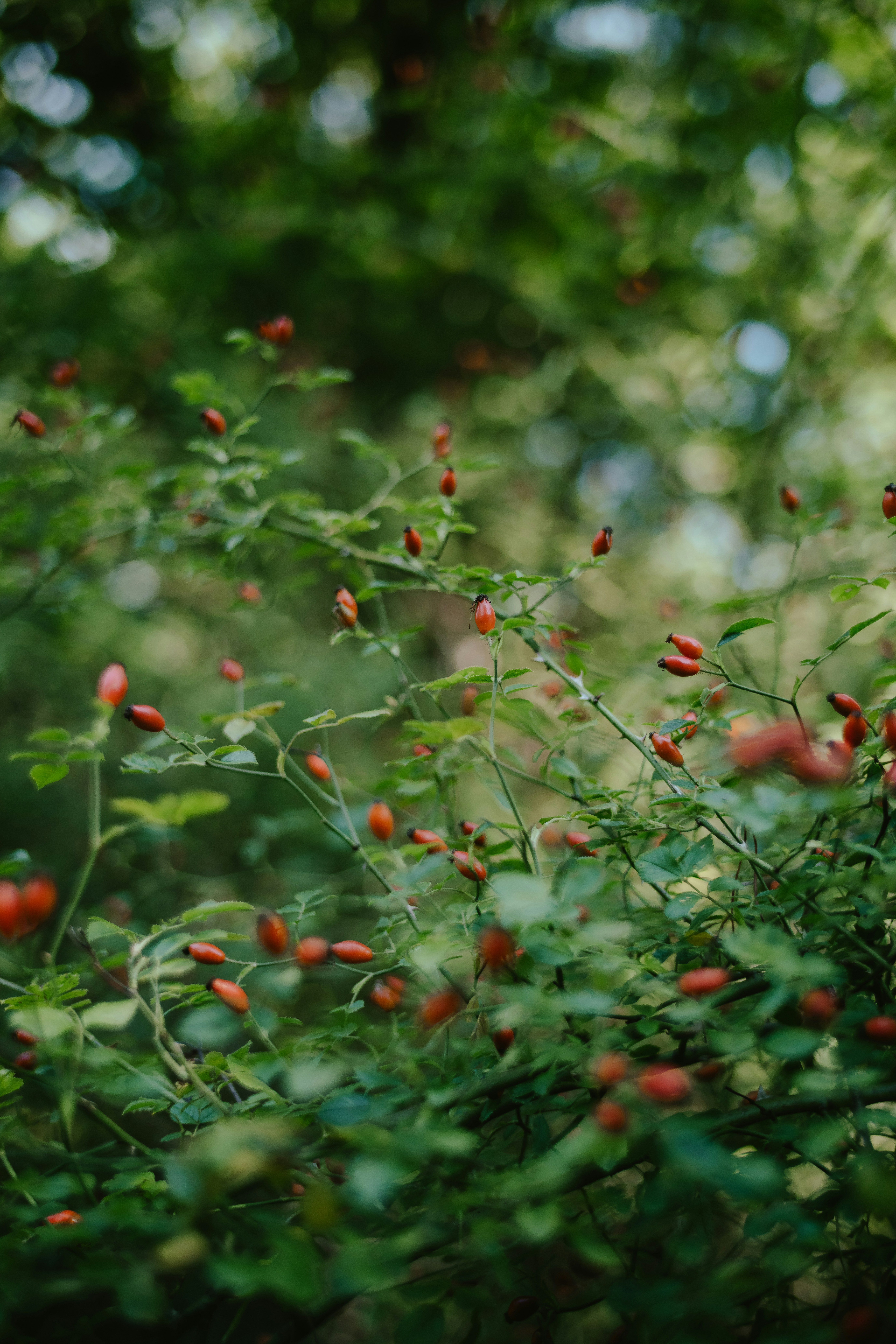 Photo by anniespratt