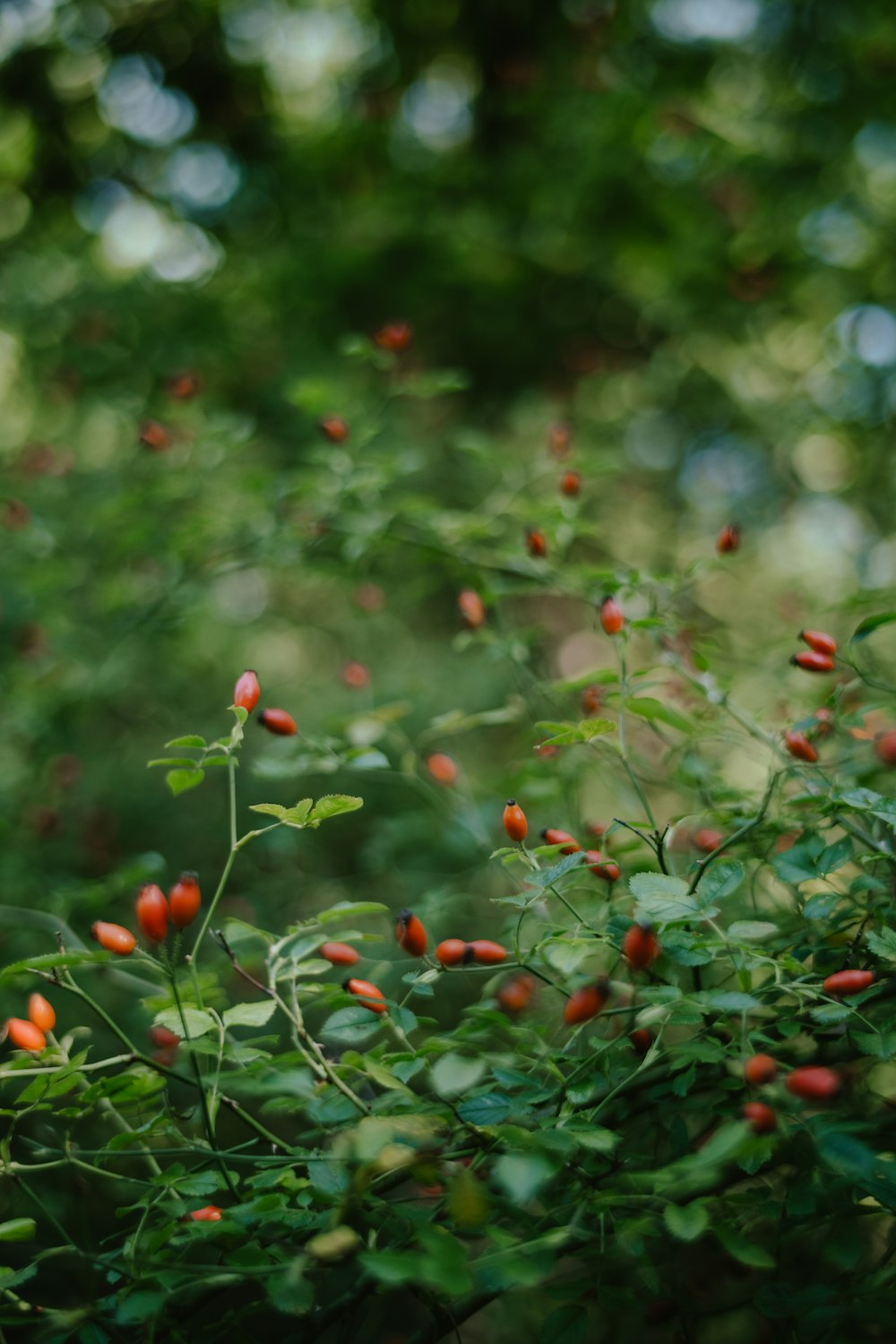 a bush with red berries