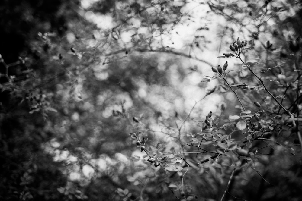 a close up of some branches