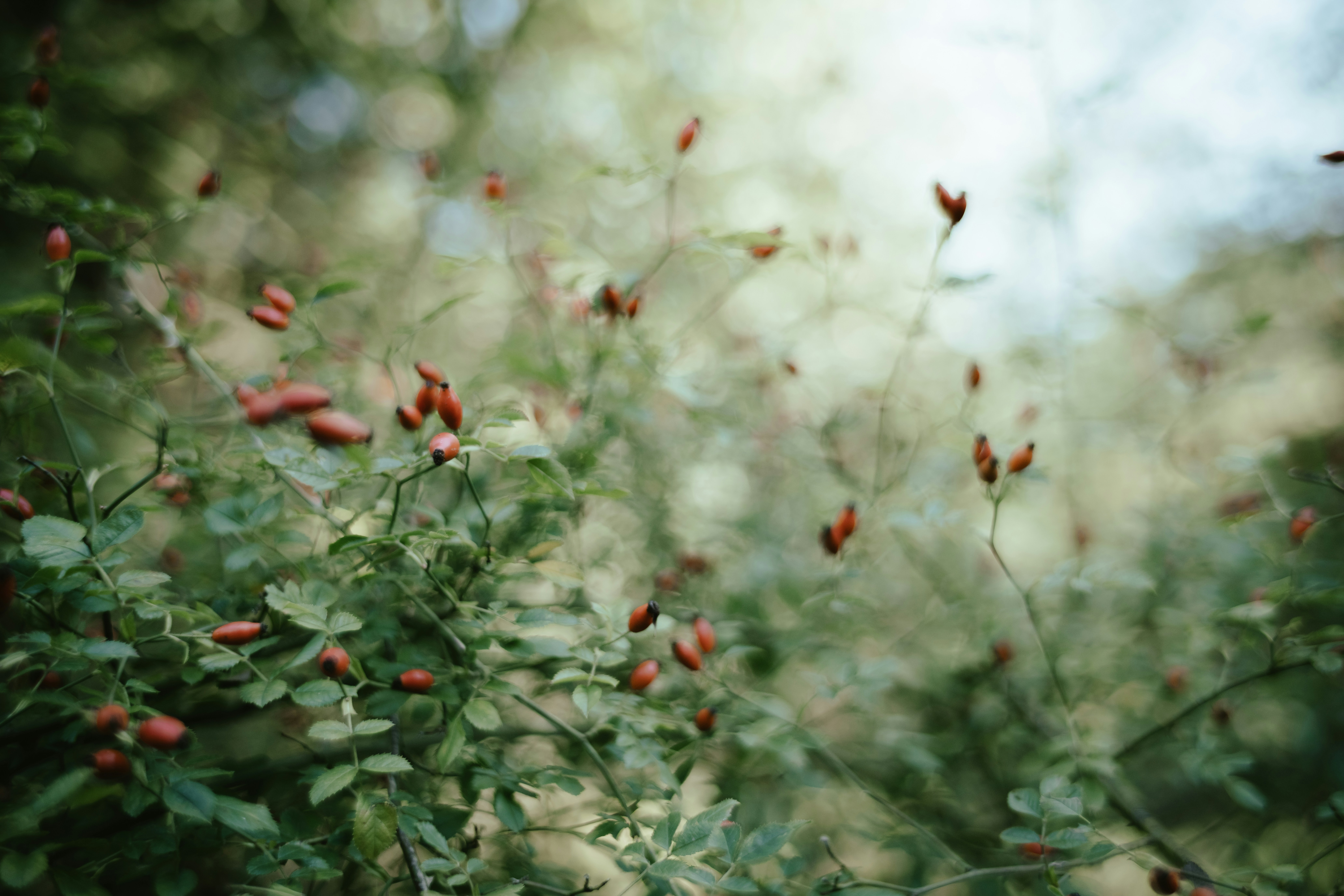 Photo by anniespratt