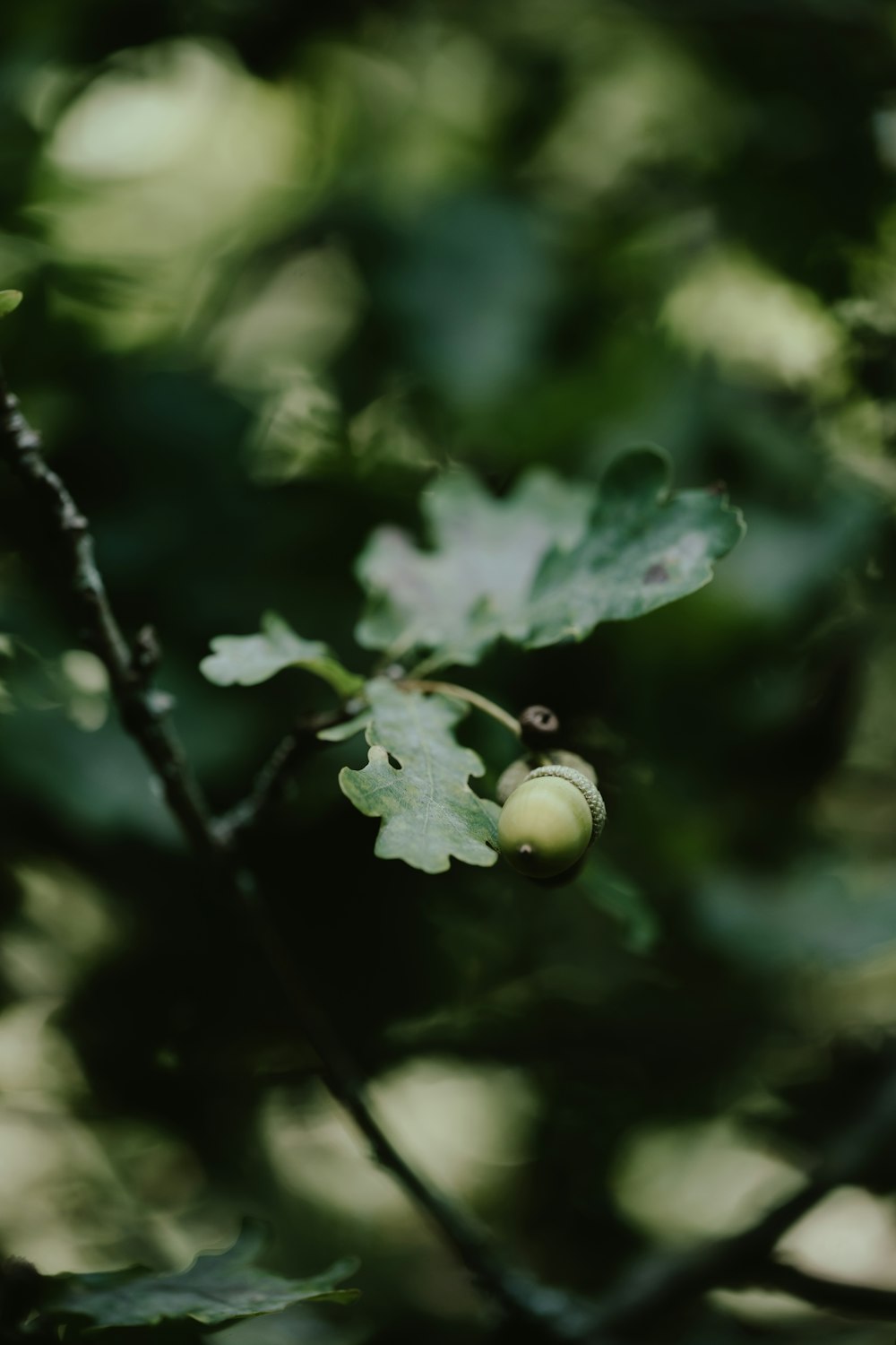 a close up of a plant