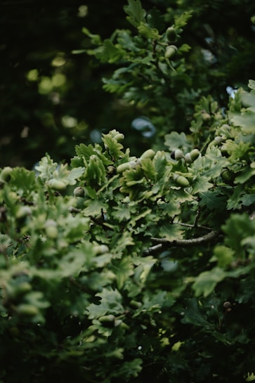 A dense cluster of green oak leaves with acorns scattered among the branches. The foliage is lush and vibrant, suggesting a thriving tree canopy.
