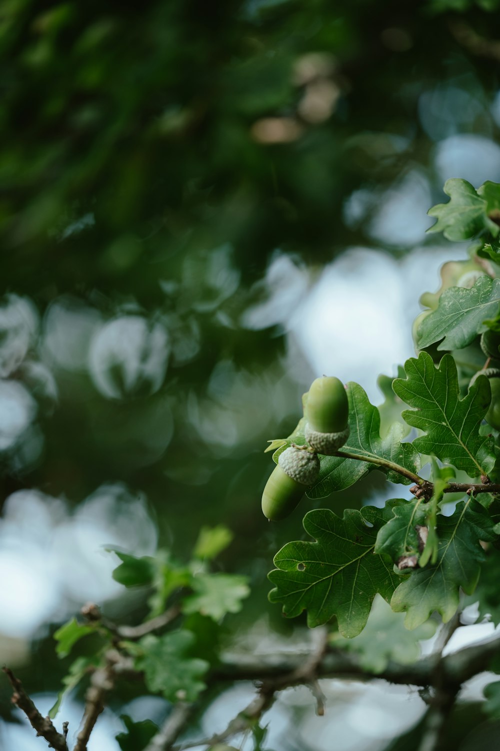 close up of a tree branch