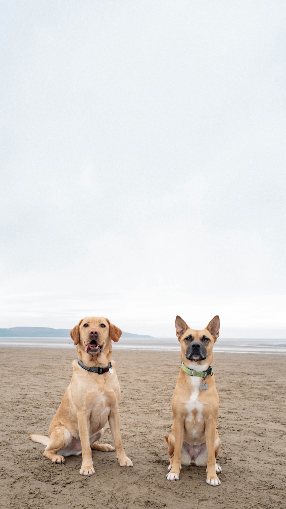 two dogs sitting on a beach