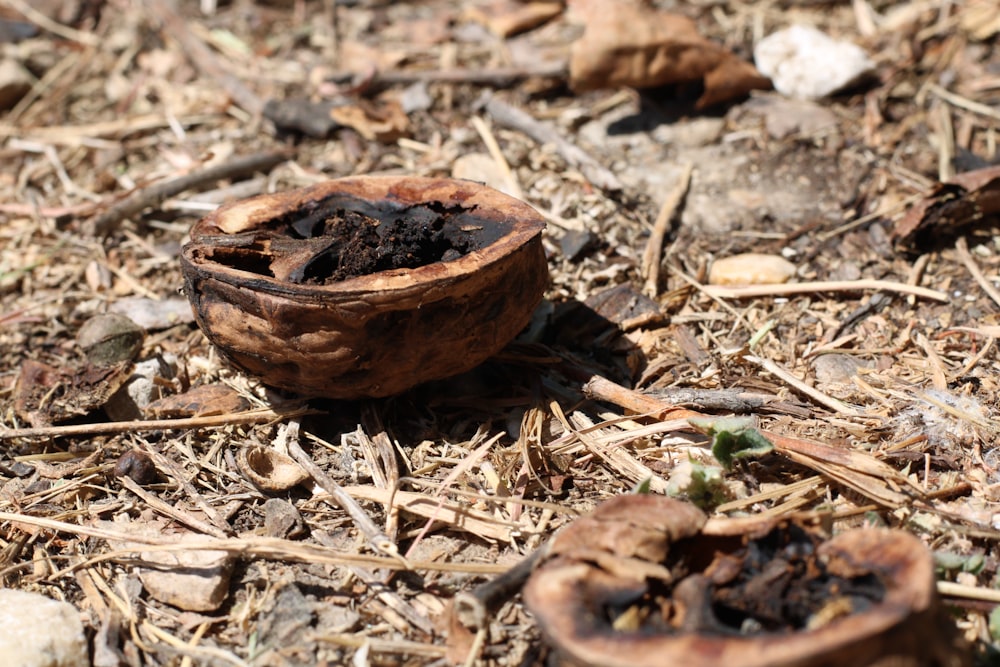 a bowl of dirt and leaves