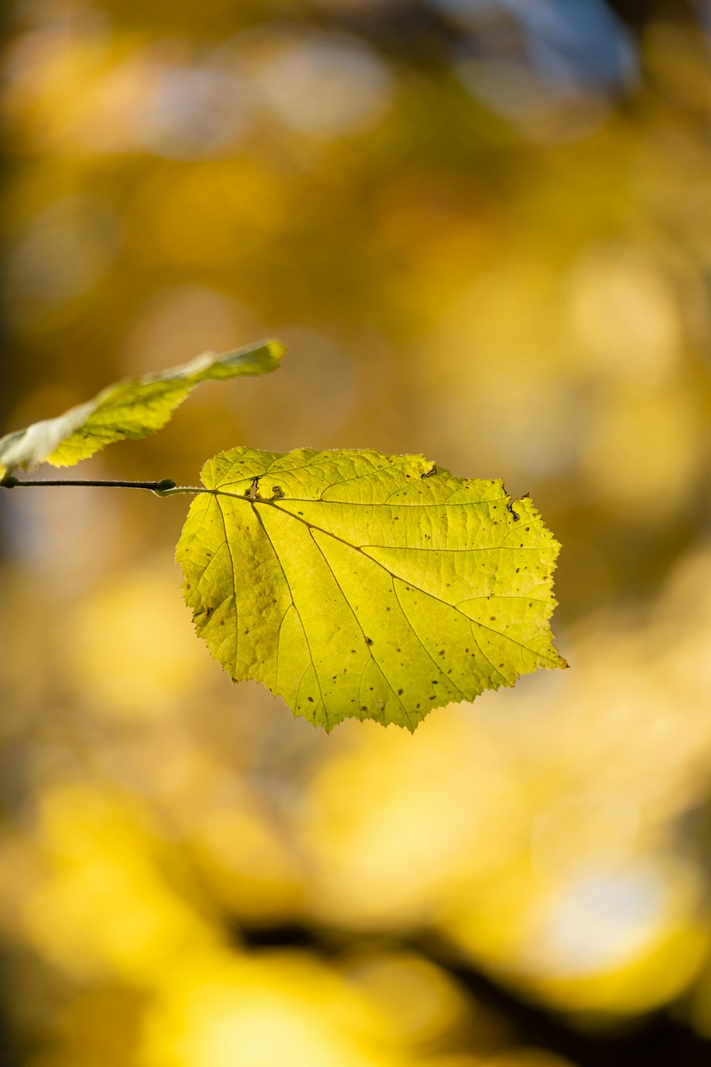 a close up of a leaf