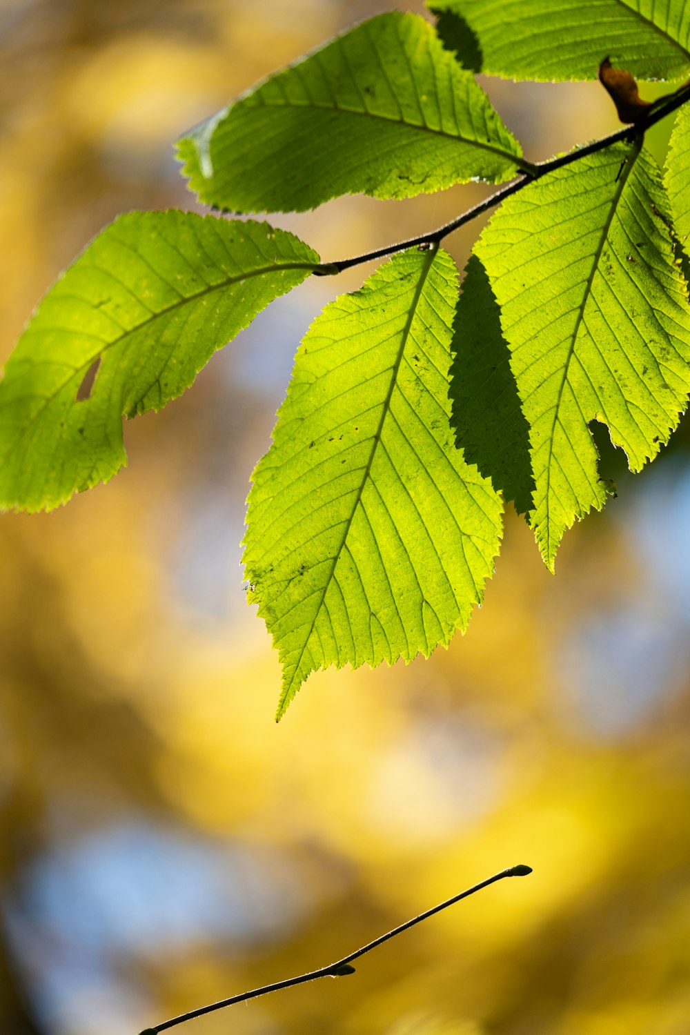 a close up of a leaf