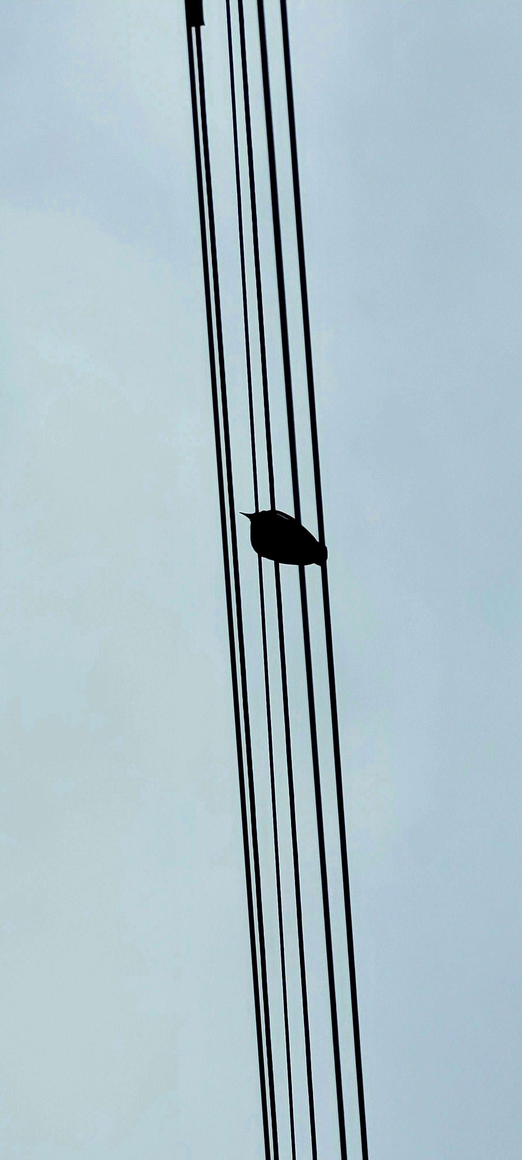 a person on a cable