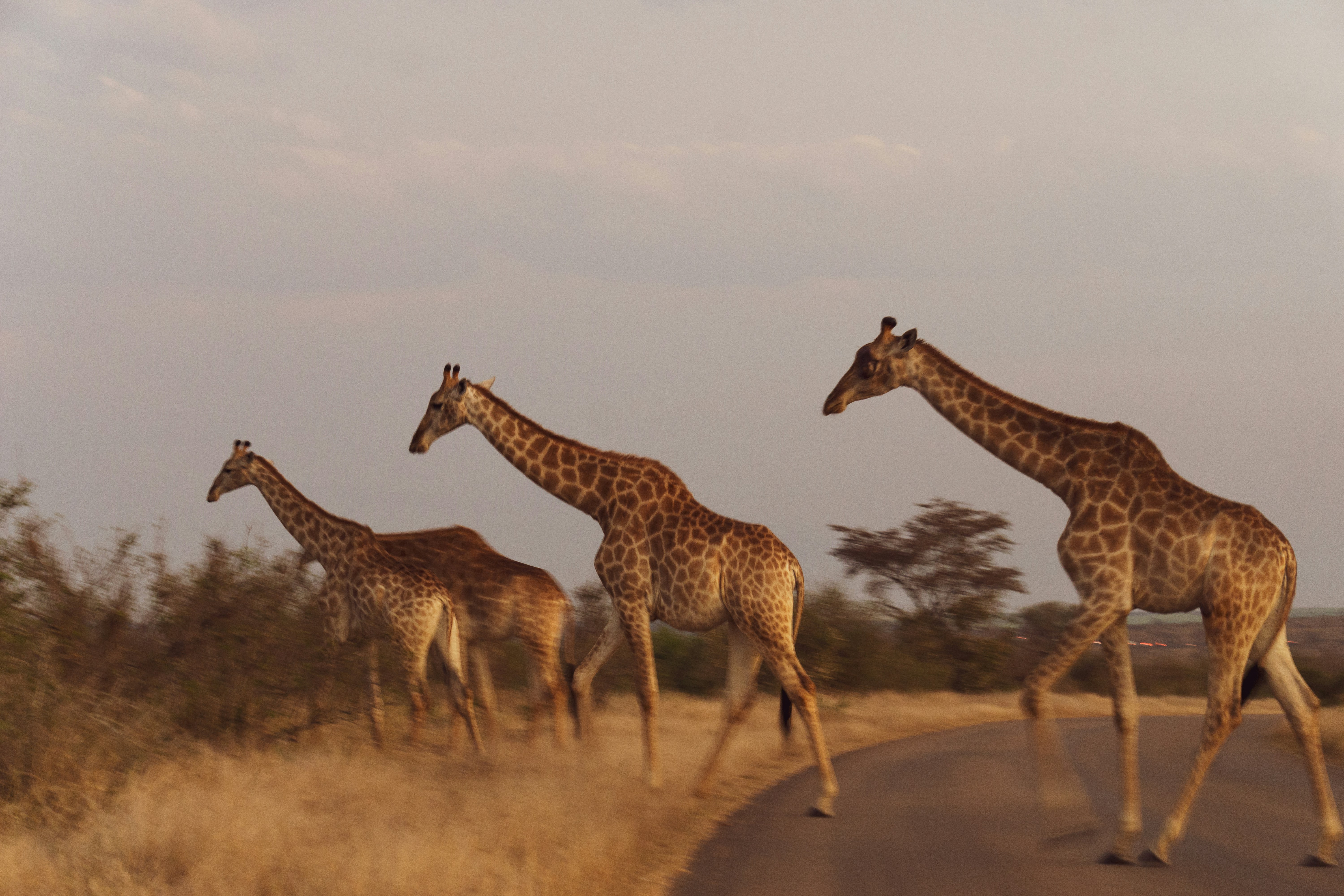 A family of giraffes head for the nearby thicket to begin their evening browsing.