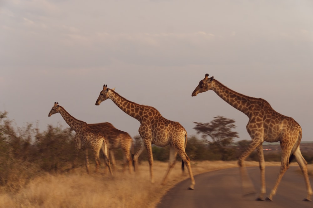 a group of giraffes walking across a road
