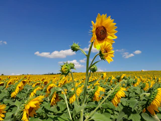 a sunflower in a field