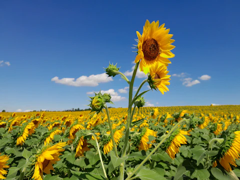 a sunflower in a field