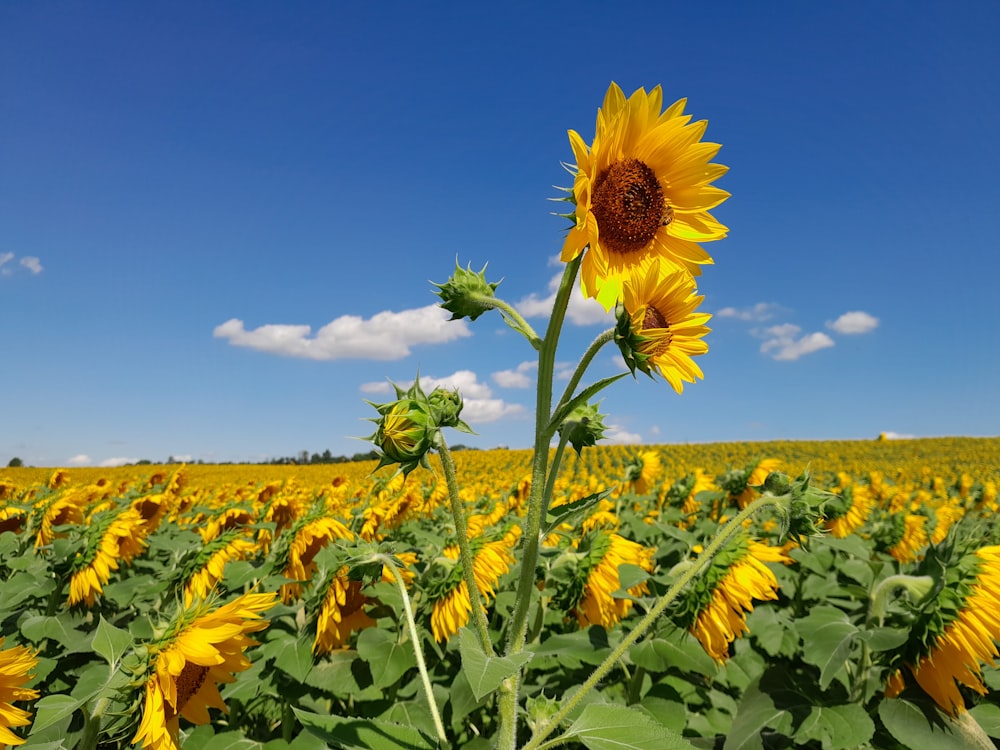 a sunflower in a field