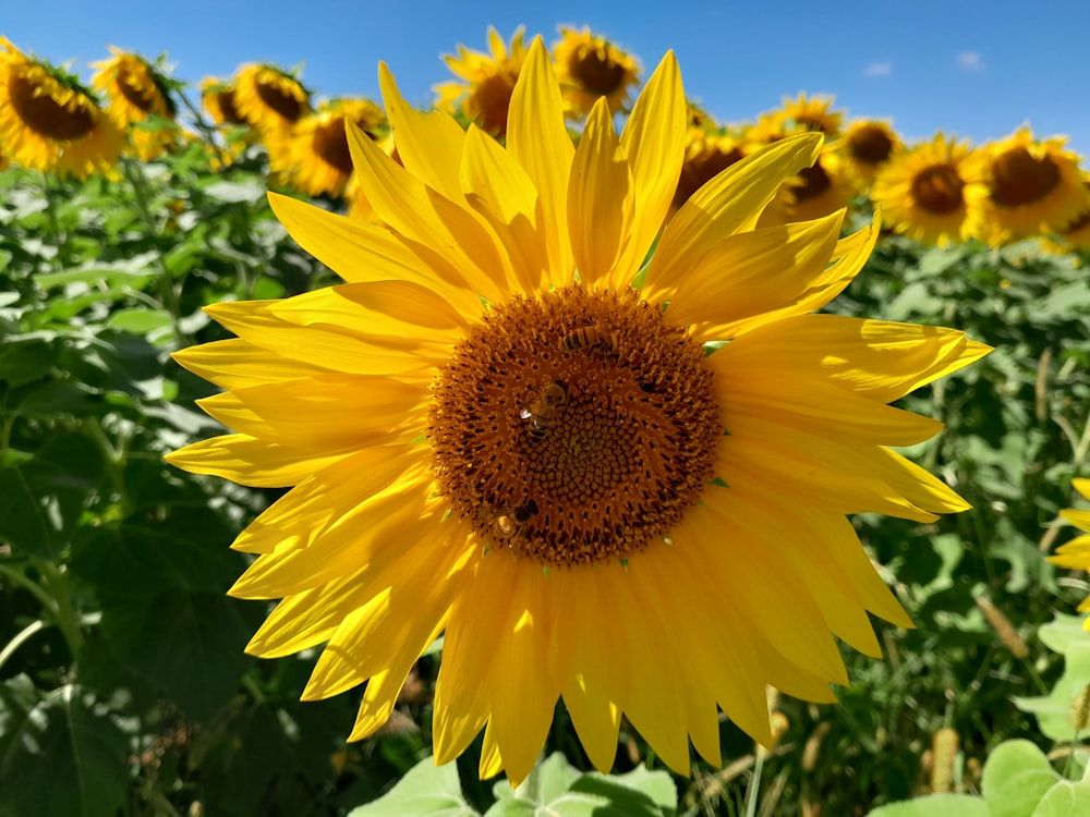 a large yellow sunflower