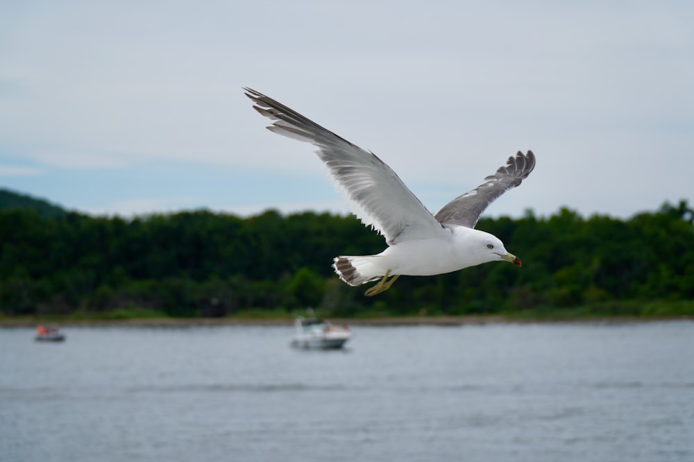 a seagull flying over water