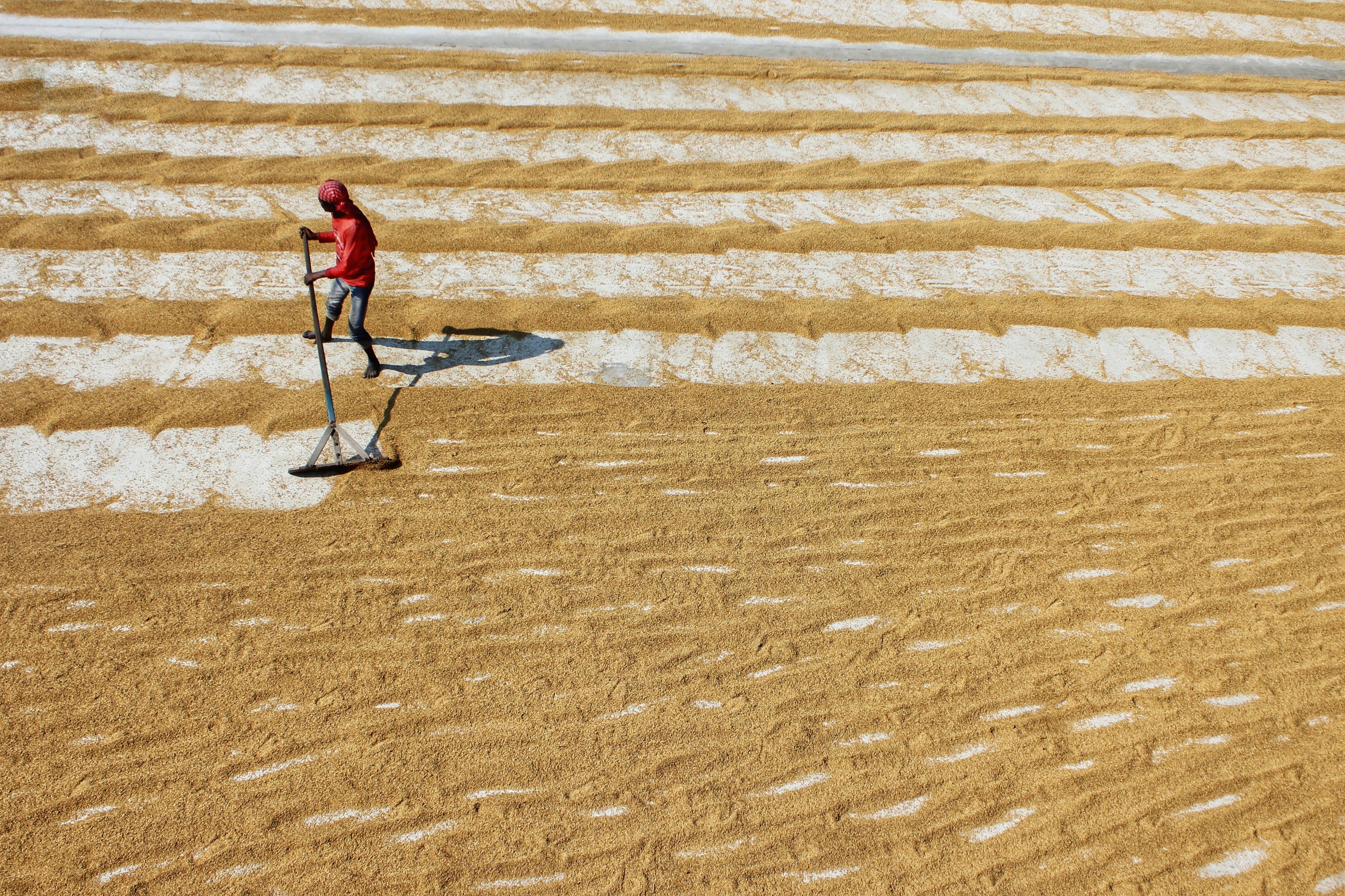 Premium Quality Grains and Goods