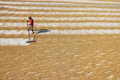 A person is carefully spreading grain with a tool on large, even rows of golden grains drying in the sun. The rows are aligned neatly across a flat surface, creating a pattern of alternating colors.