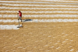 A person is carefully spreading grain with a tool on large, even rows of golden grains drying in the sun. The rows are aligned neatly across a flat surface, creating a pattern of alternating colors.