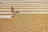 A person is carefully spreading grain with a tool on large, even rows of golden grains drying in the sun. The rows are aligned neatly across a flat surface, creating a pattern of alternating colors.