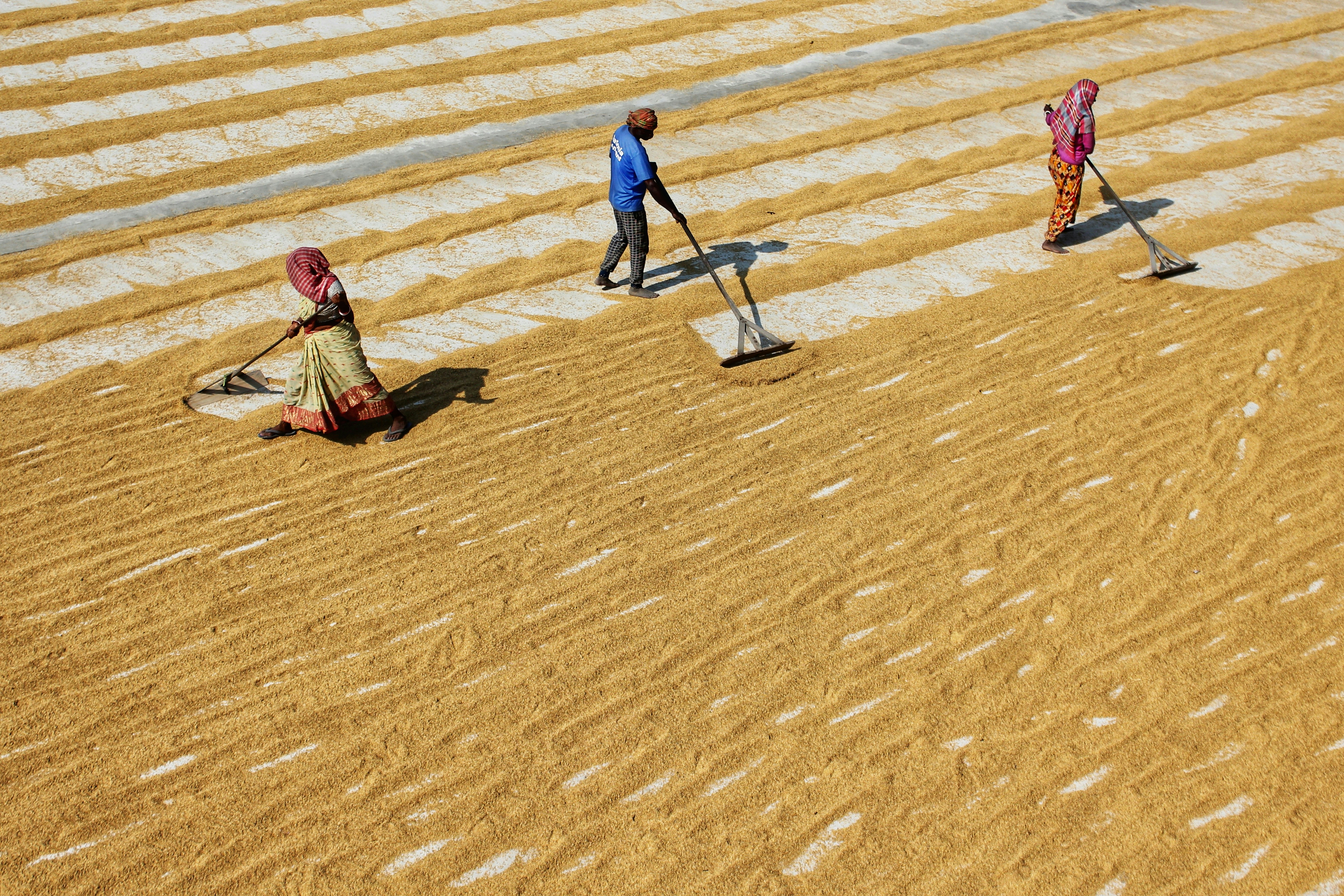 Landscape professionals laying sod rolls on a prepared ground