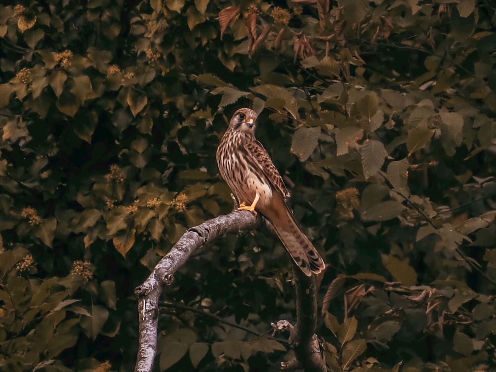 a hawk perched on a tree branch