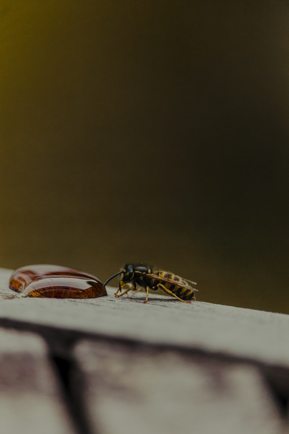 a bee on a book