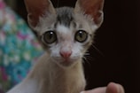 A close-up of a small cat with large green eyes and prominent ears. The cat has a slender body and light fur with dark markings on its head. It appears to be held gently by a hand in the bottom right corner. In the background, there is a colorful, out-of-focus pattern in shades of blue, pink, and green.