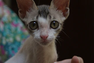 A veterinarian performing a delicate surgery on a small cat.