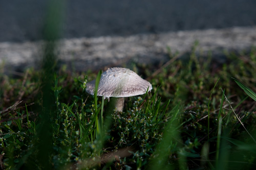 a white mushroom growing in grass