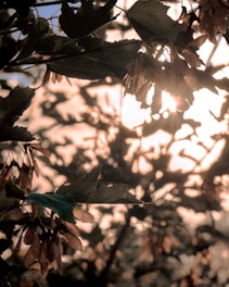 Sunlight filters through a dense canopy of leaves and seed pods, casting intricate shadows and a warm glow. The light creates a natural tapestry of textures, highlighting the fine details of the leaves and pods.