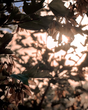 Sunlight filtering through trees onto a cluster of wooden pods arranged in a circle.