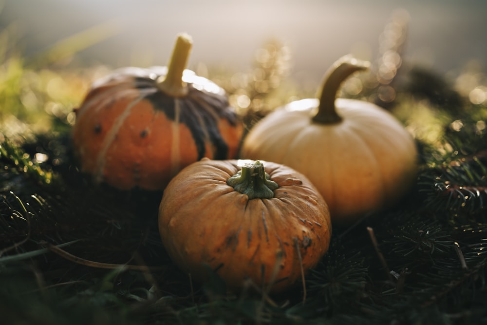 a group of pumpkins on a tree