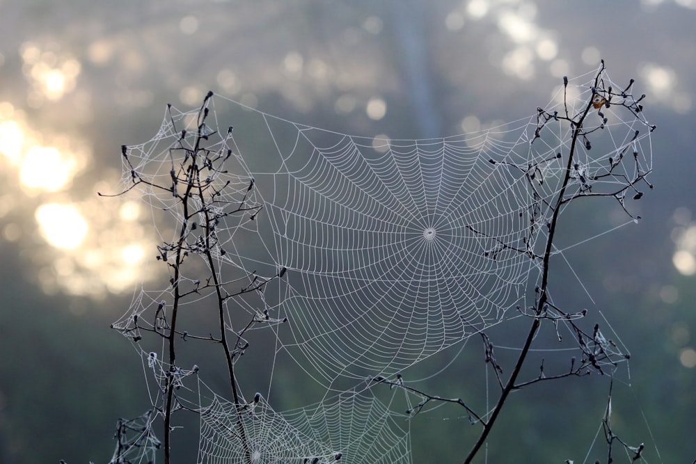 a close up of a spider web