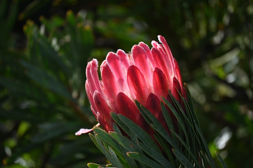 a red flower with green leaves