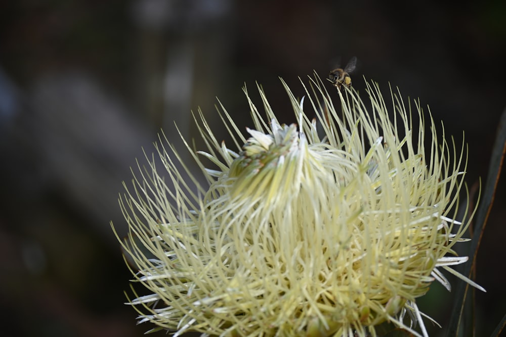 a bee on a flower