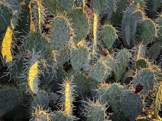 A cluster of prickly pear cacti with flat, oval-shaped pads covered in sharp spines. Some of the pads have tufts of delicate golden spines catching the sunlight, creating a striking visual contrast. A few dark red cactus fruits are scattered among the pads.