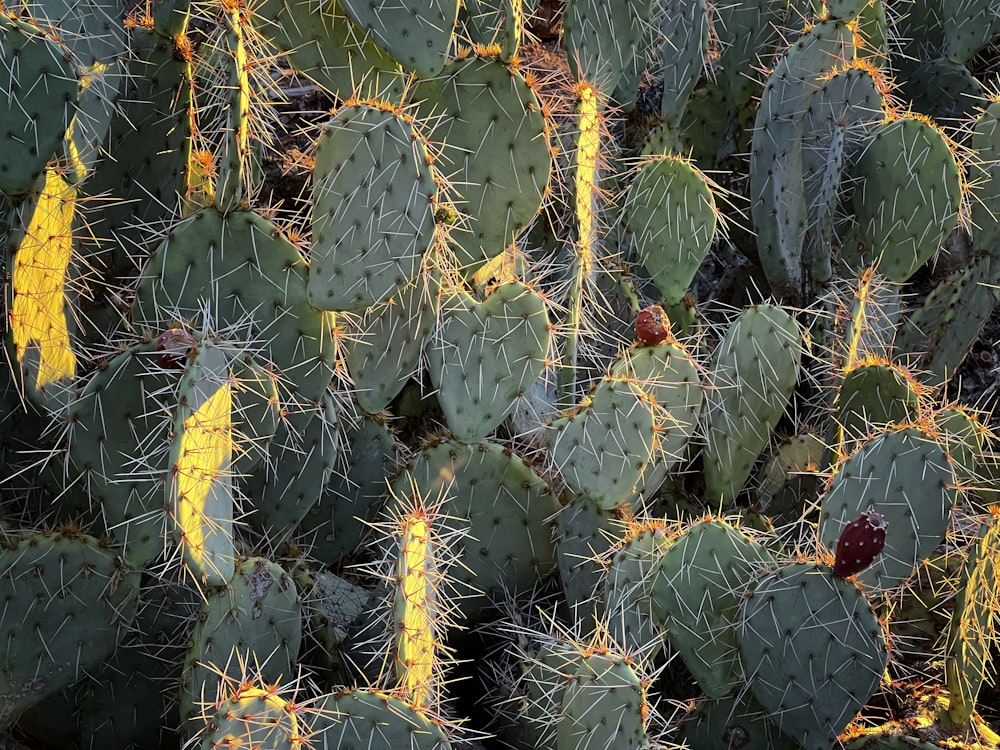 um grupo de plantas verdes e amarelas