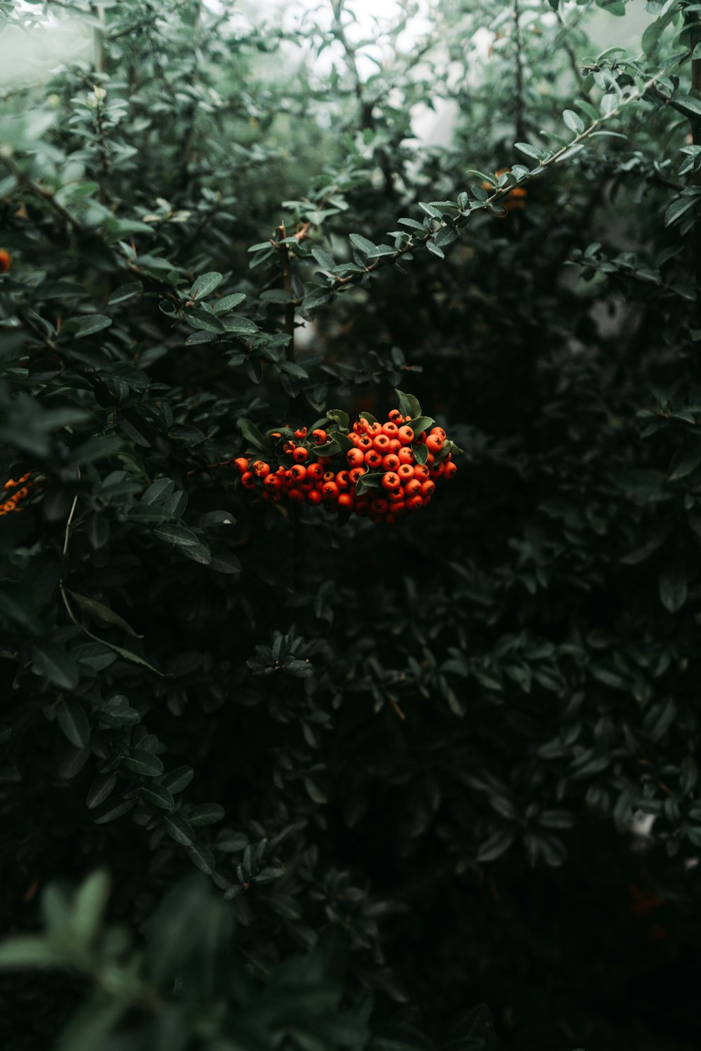 a red flower on a tree