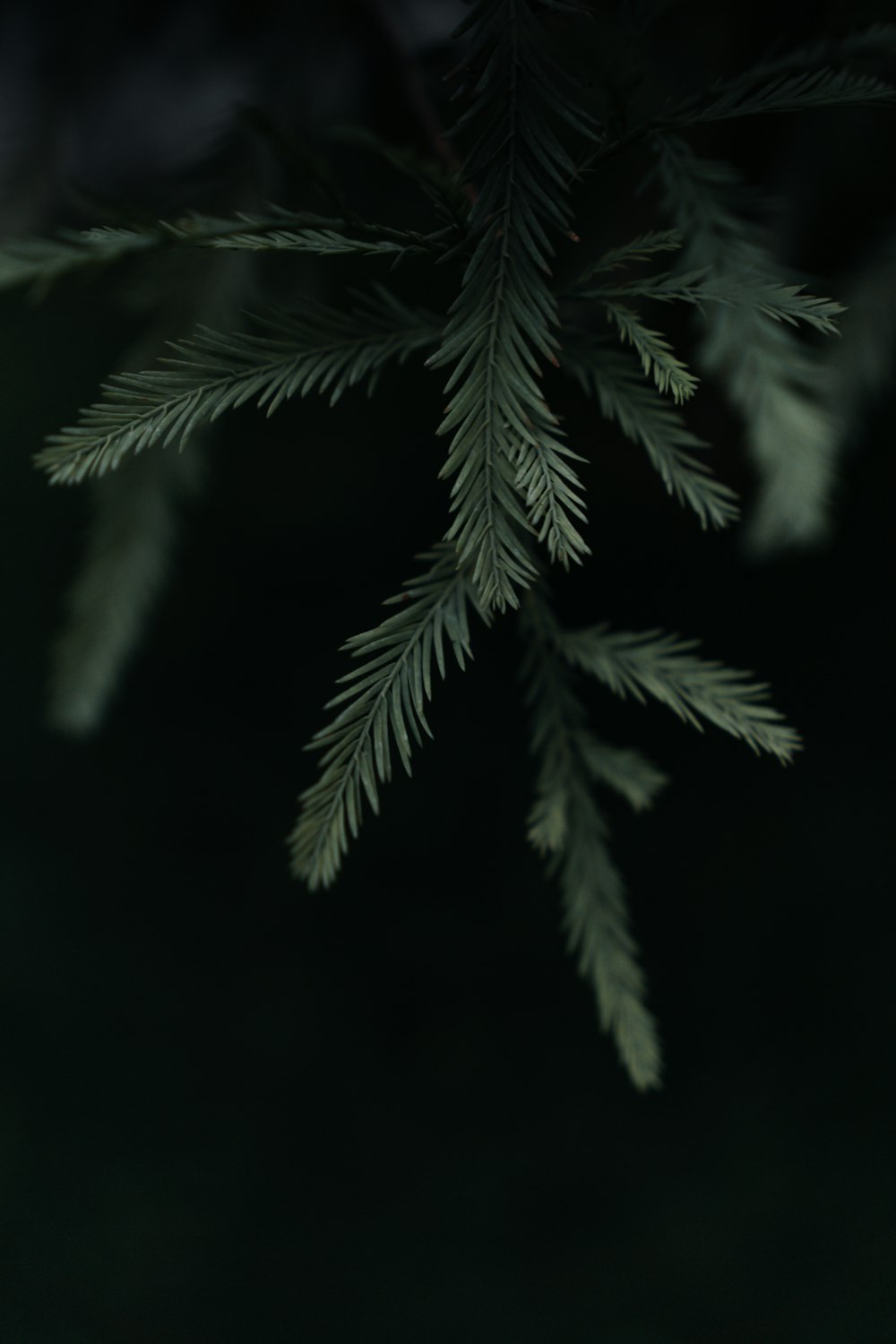 a close up of a pine tree