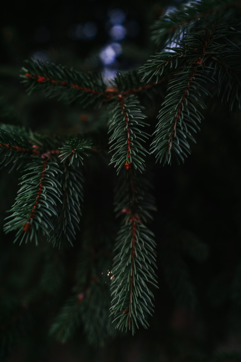 a close up of a pine tree