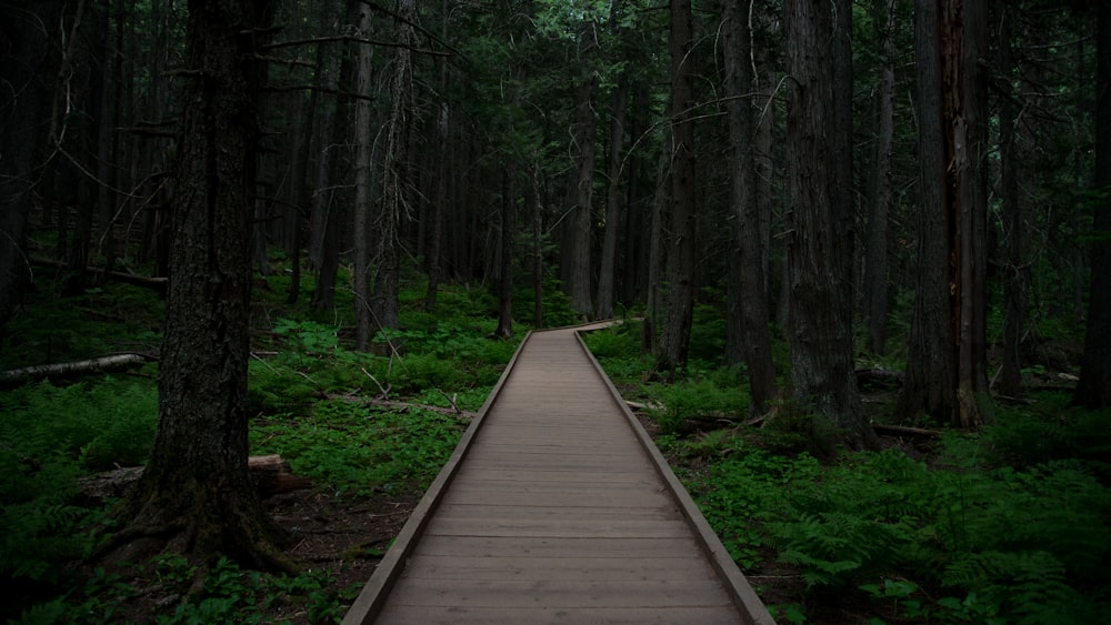 a wooden walkway in the middle of a forest