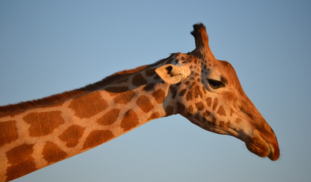 a giraffe with its head down