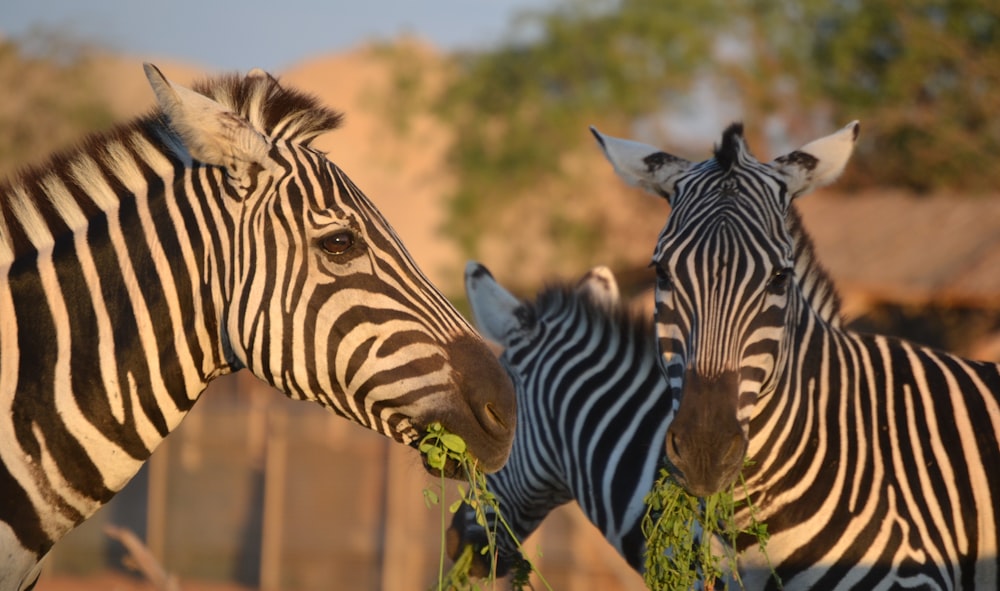 a group of zebras stand near each other