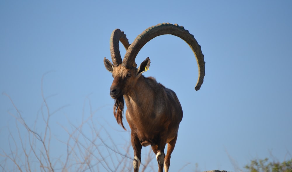 a horned animal with horns