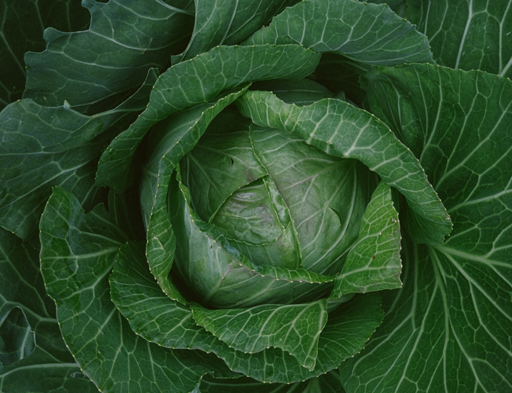 a large green leaf