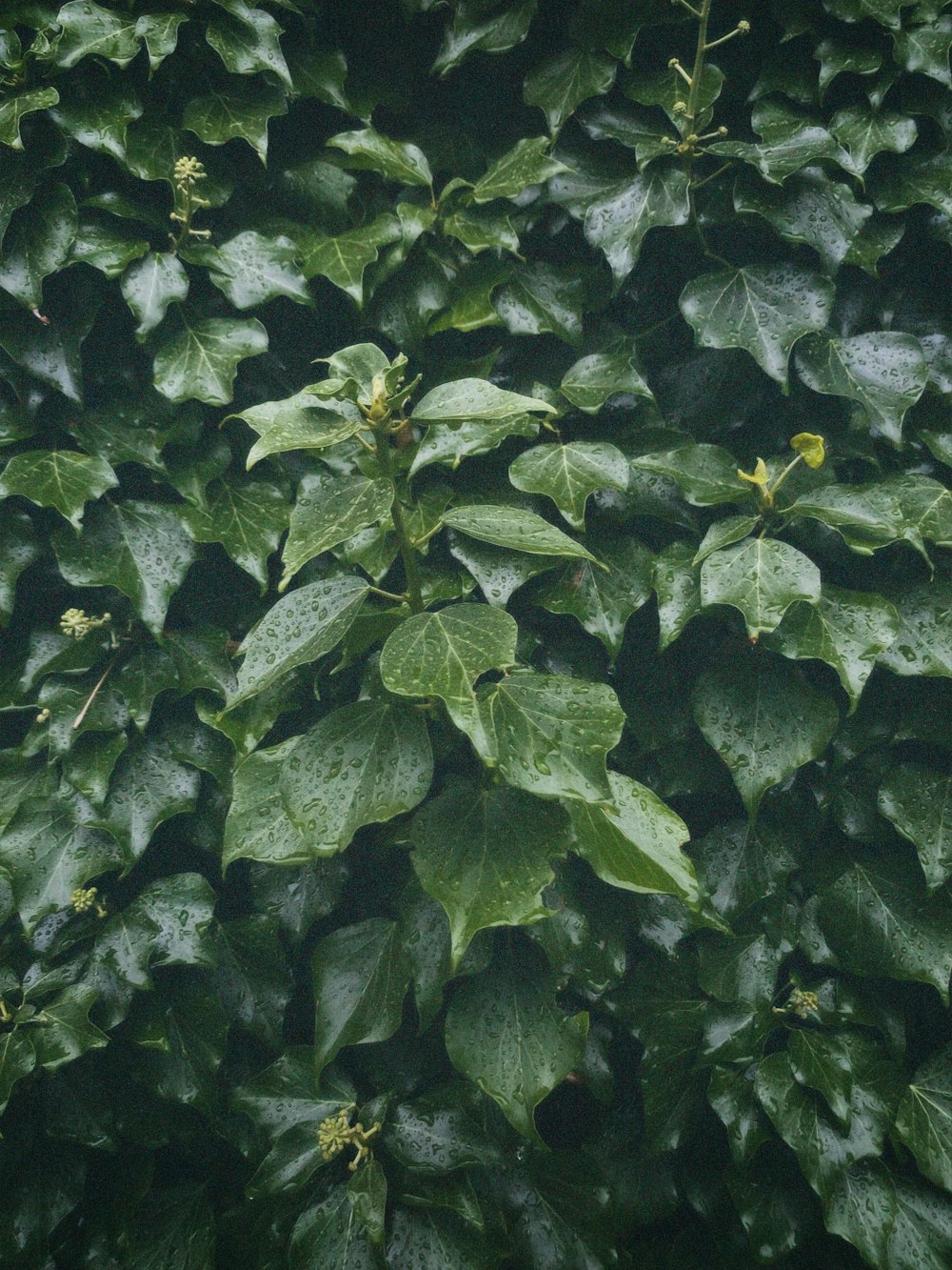 a group of green leaves