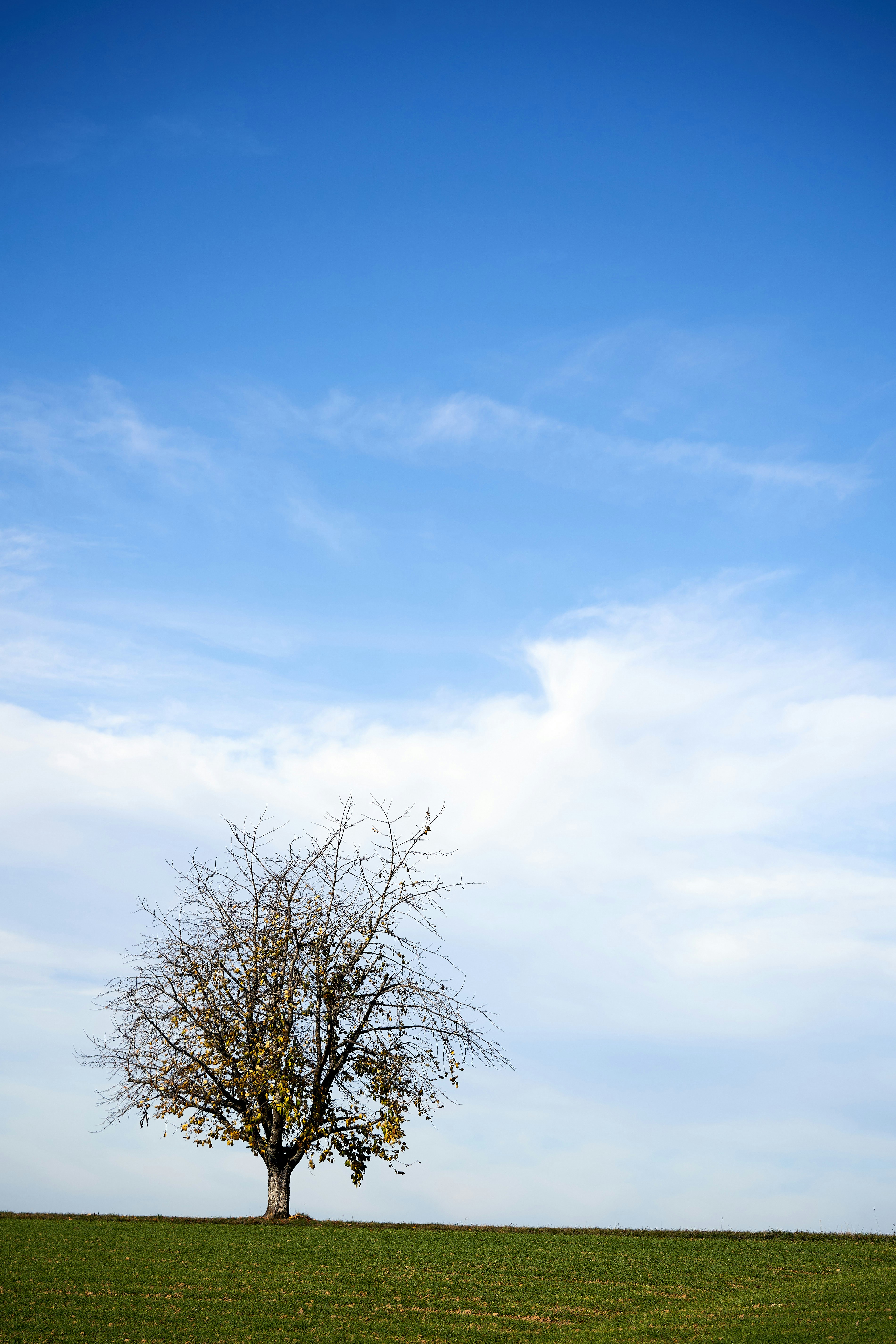 Photo by wolfgang_hasselmann