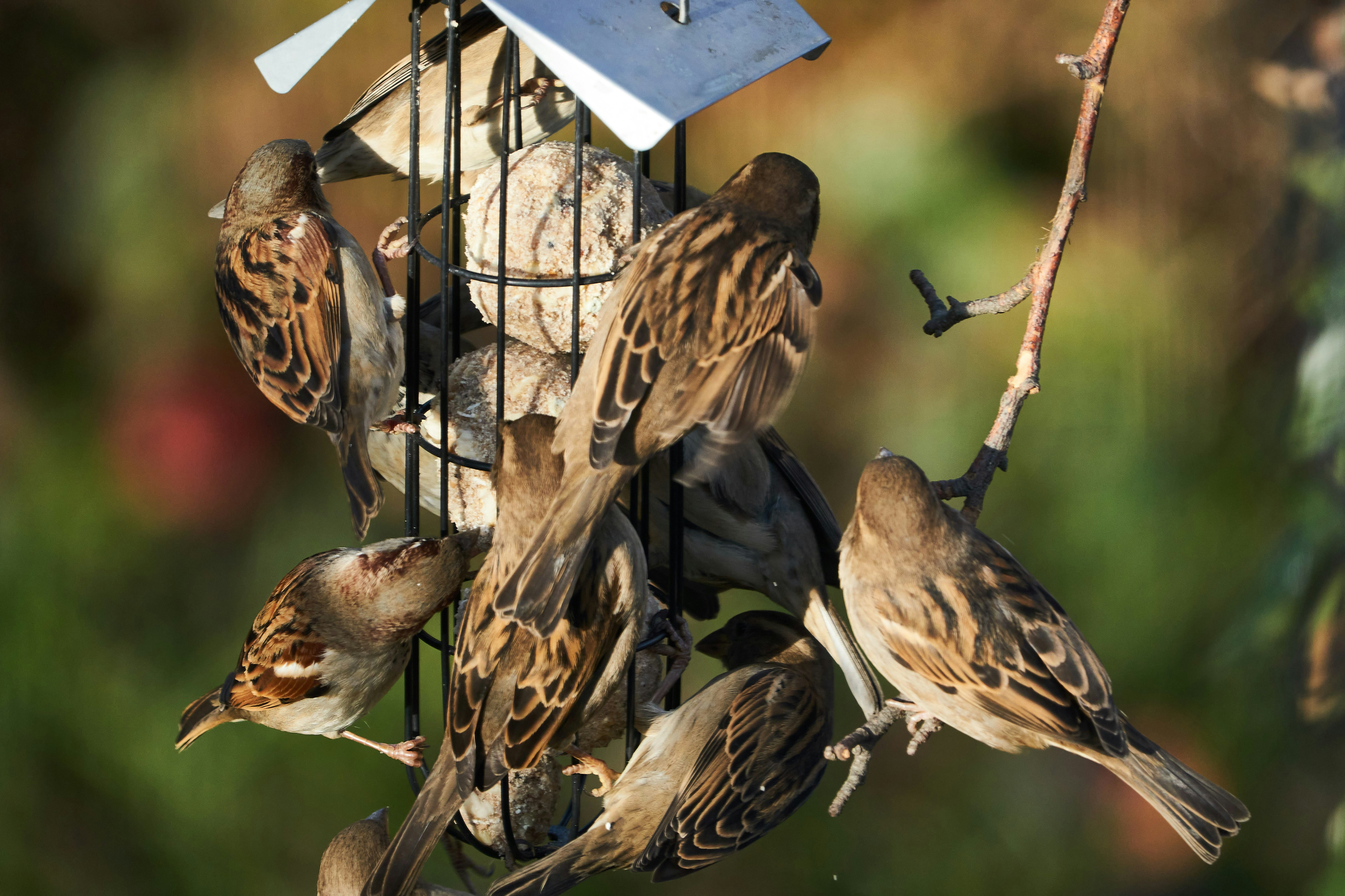 10 Bird Feeding Tips for Attracting Finches and Sparrows