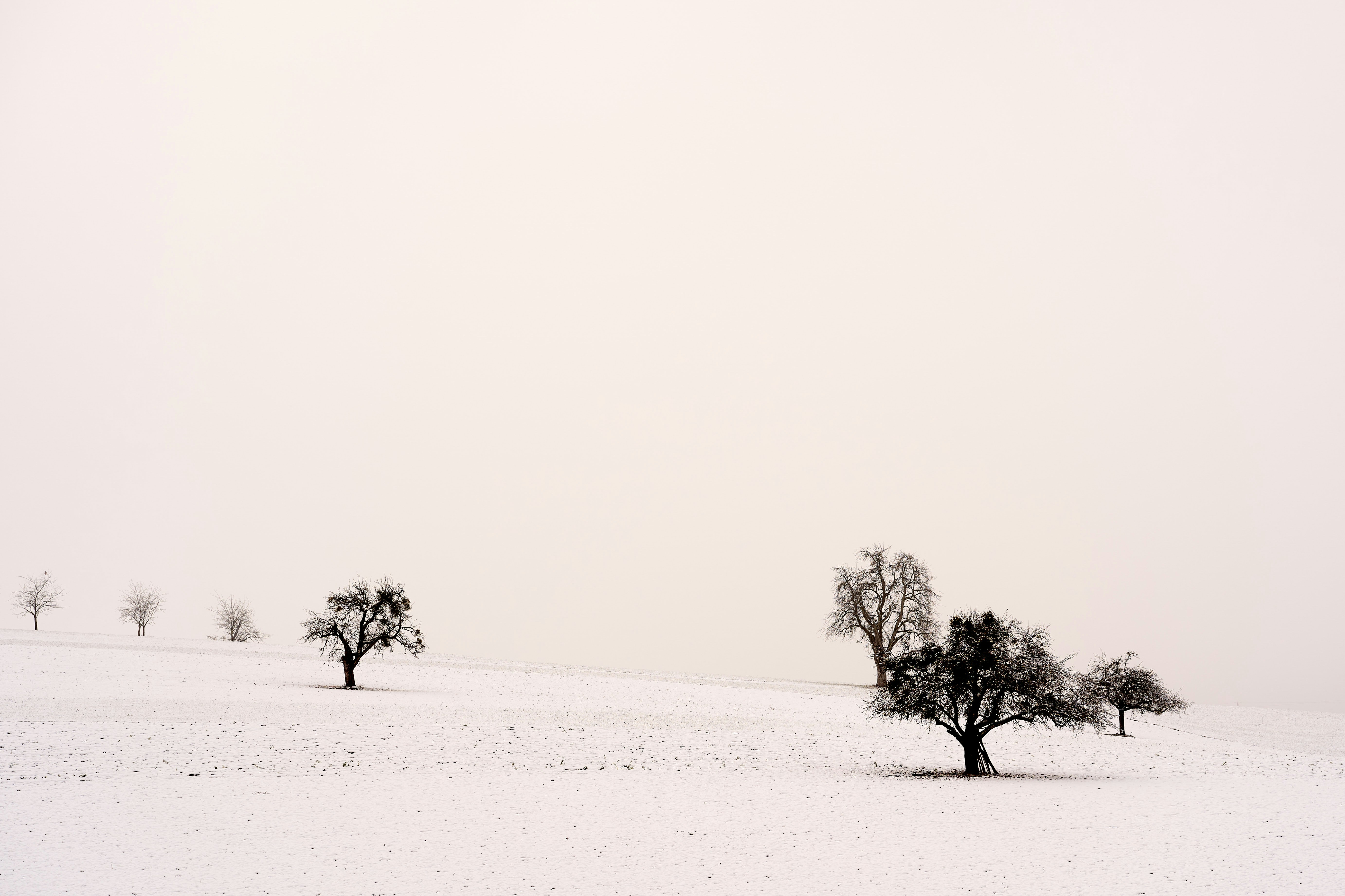 Photo by wolfgang_hasselmann