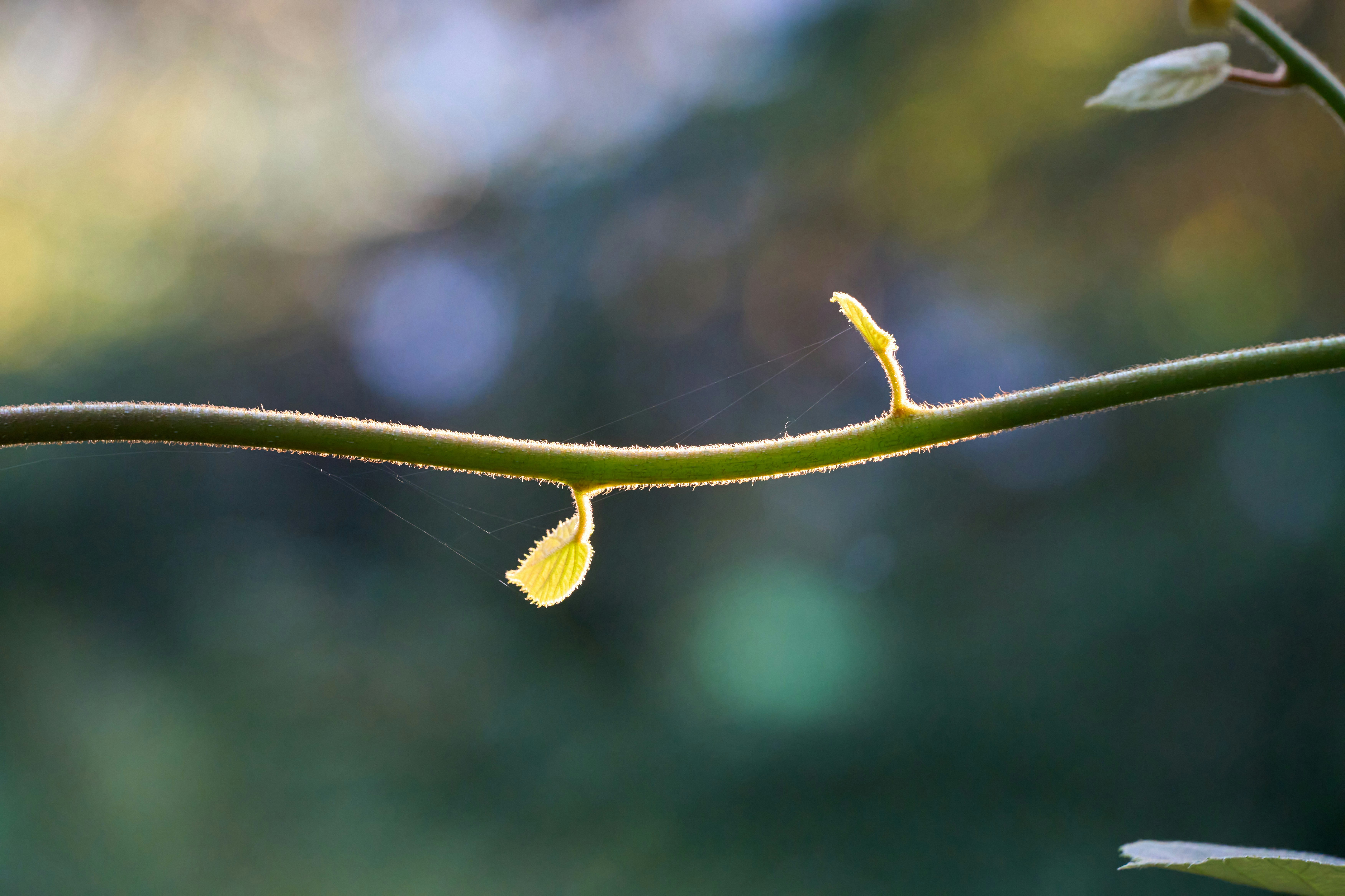 Photo by wolfgang_hasselmann